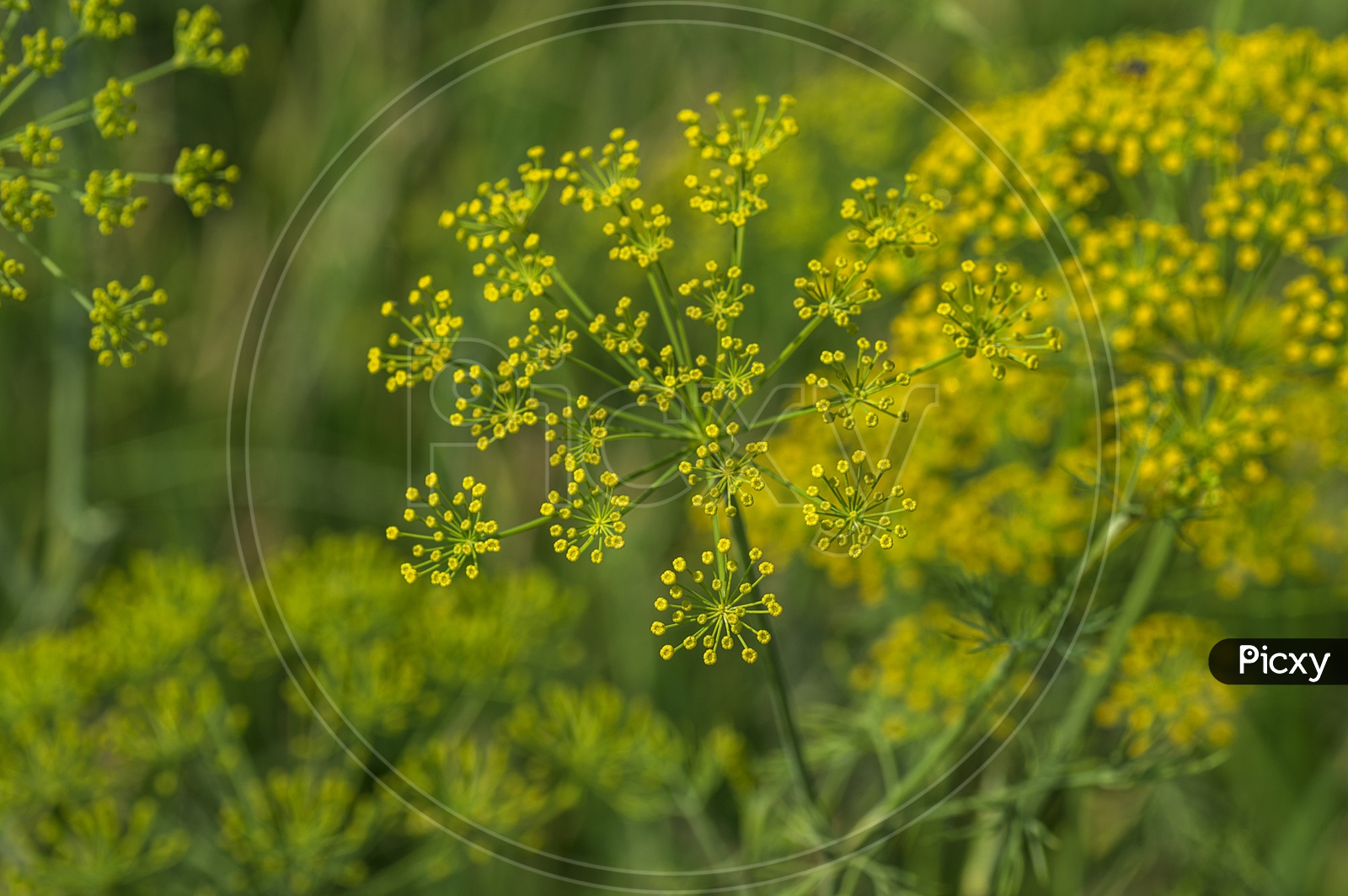 Flowers Of green Dill Plant ( Anethum Graveolens ) Growing in Agricultural Field