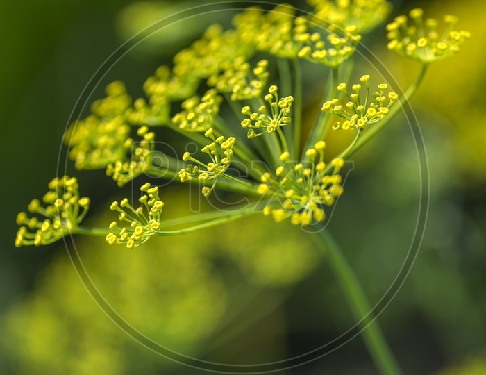 Flowers Of green Dill Plant  ( Anethum Graveolens ) Growing in Agricultural Field
