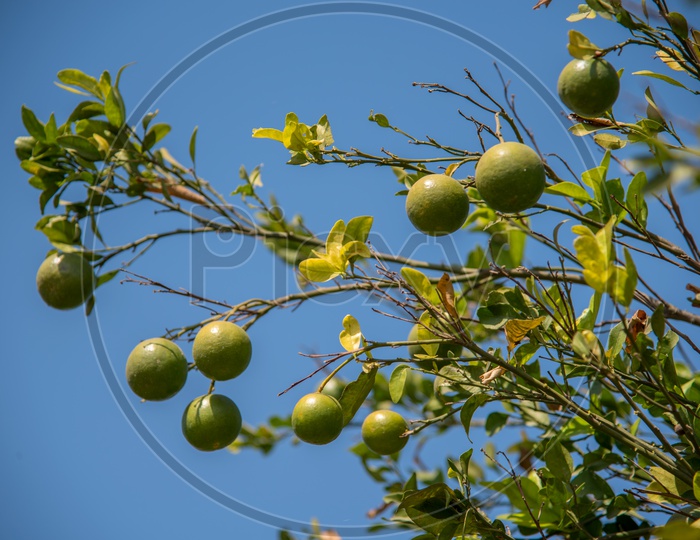 Fresh Sweet Oranges Growing on  Tree In an Farm or Agricultural Field
