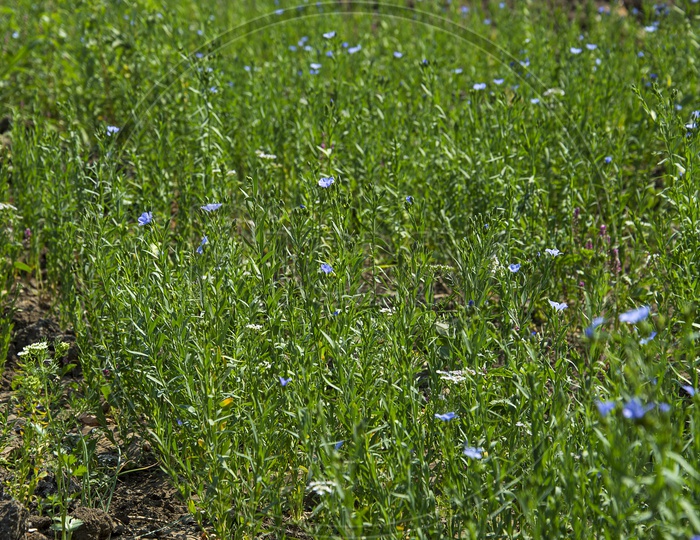 Freshly Growing  Green Flax Seeds Plants In an Agricultural Farm