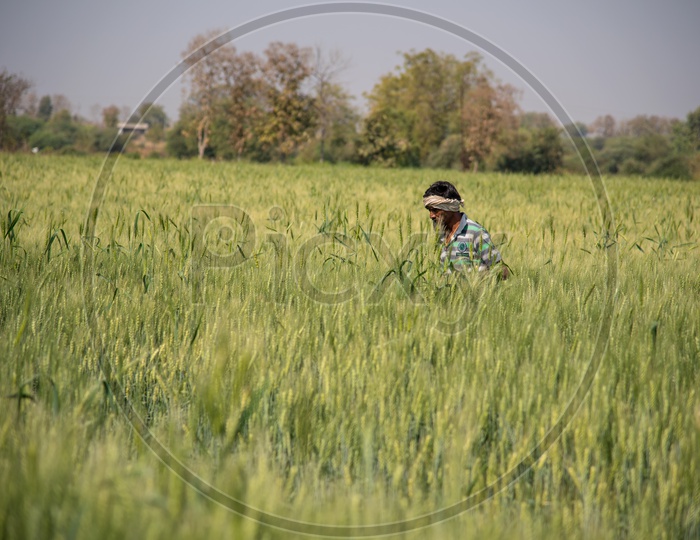 A Farmer In   Green  Wheat Field
