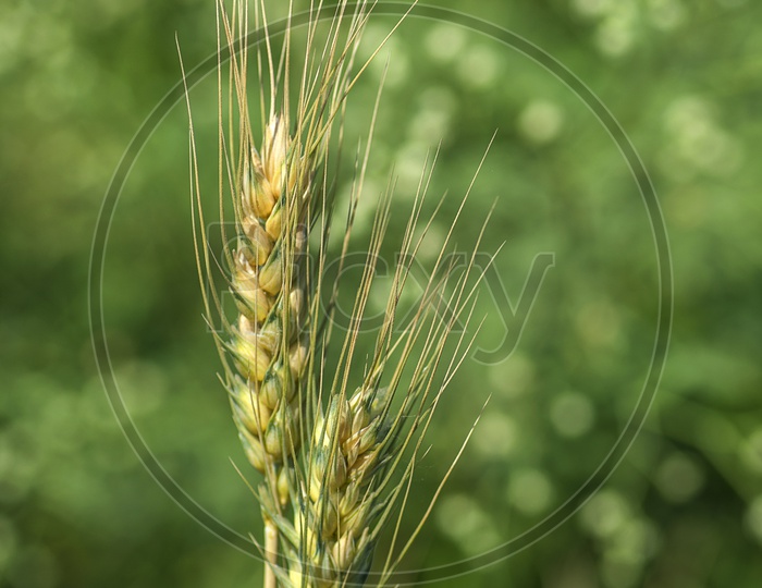 Young green Wheat Ears Growing  In an Agricultural Field