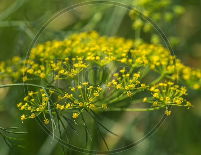 Flowers Of green Dill Plant  ( Anethum Graveolens ) Growing in Agricultural Field