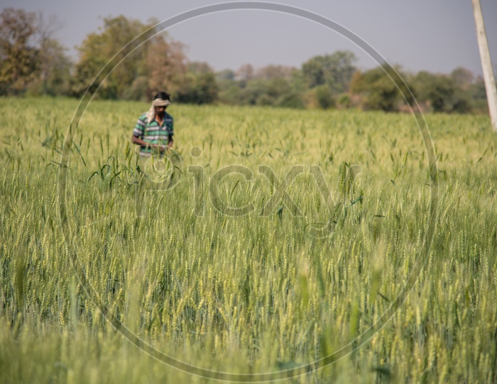 An Indian Farmer In Green  Wheat Field