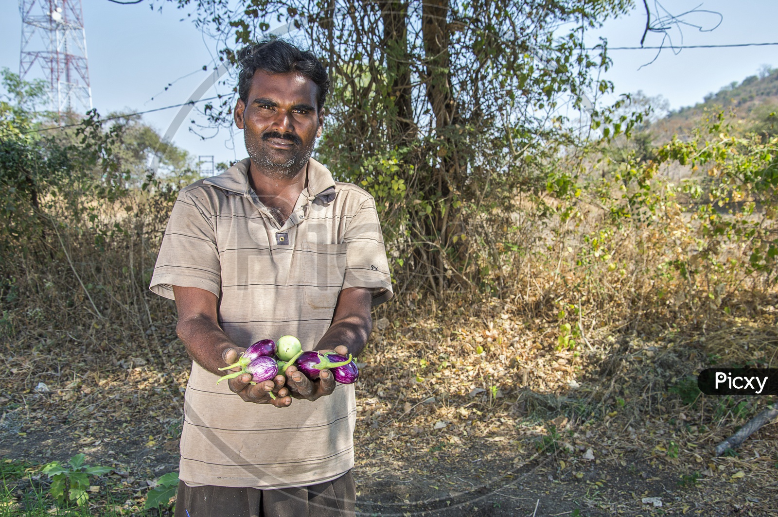 A Farmer Holding Egg Plants Or Brinjal Or Baigan In Hands At a Agricultural Farm