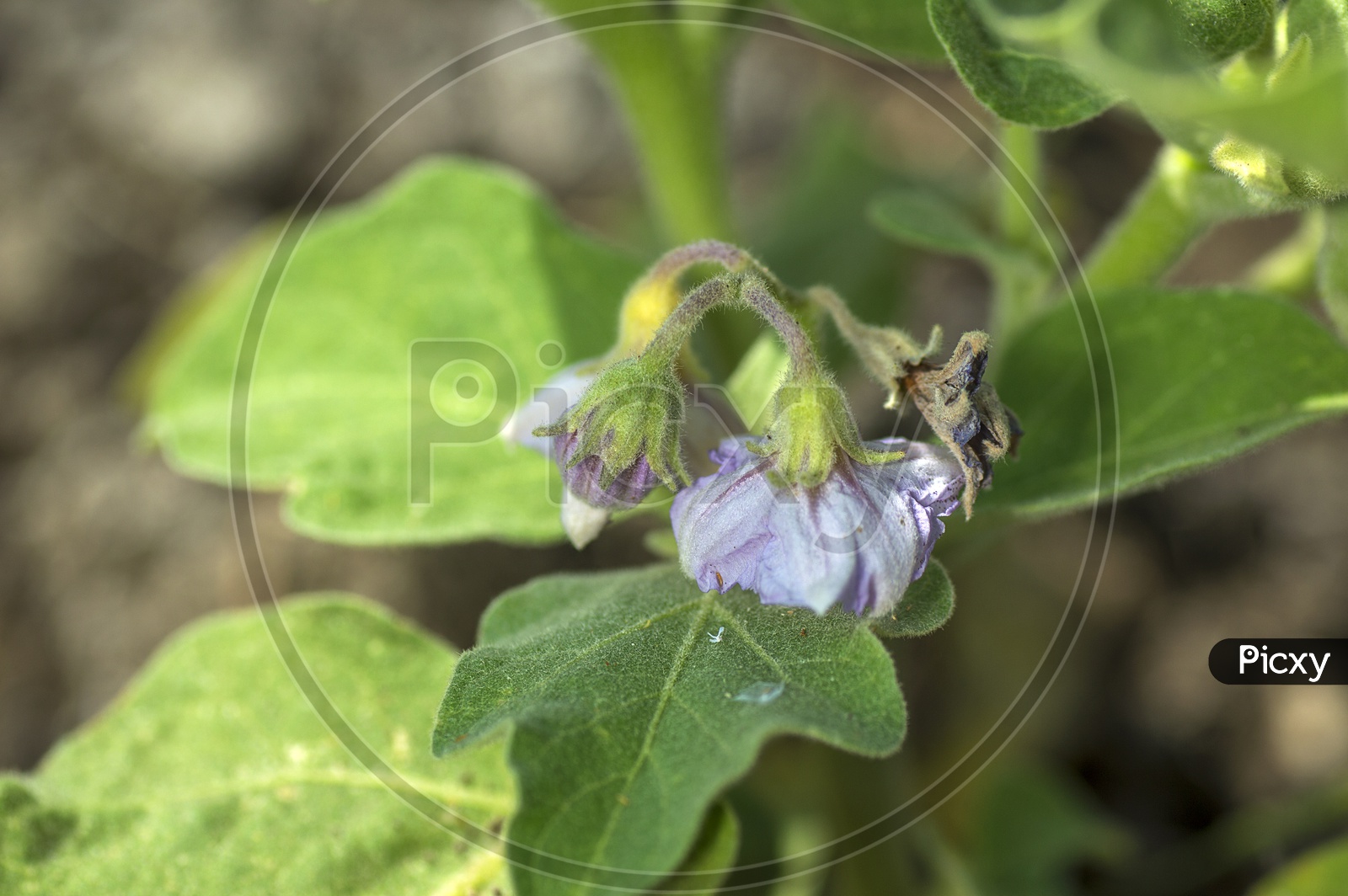 Egg Plant Or Brinjal Or Baigan Plants In an Agricultural Field or Farm