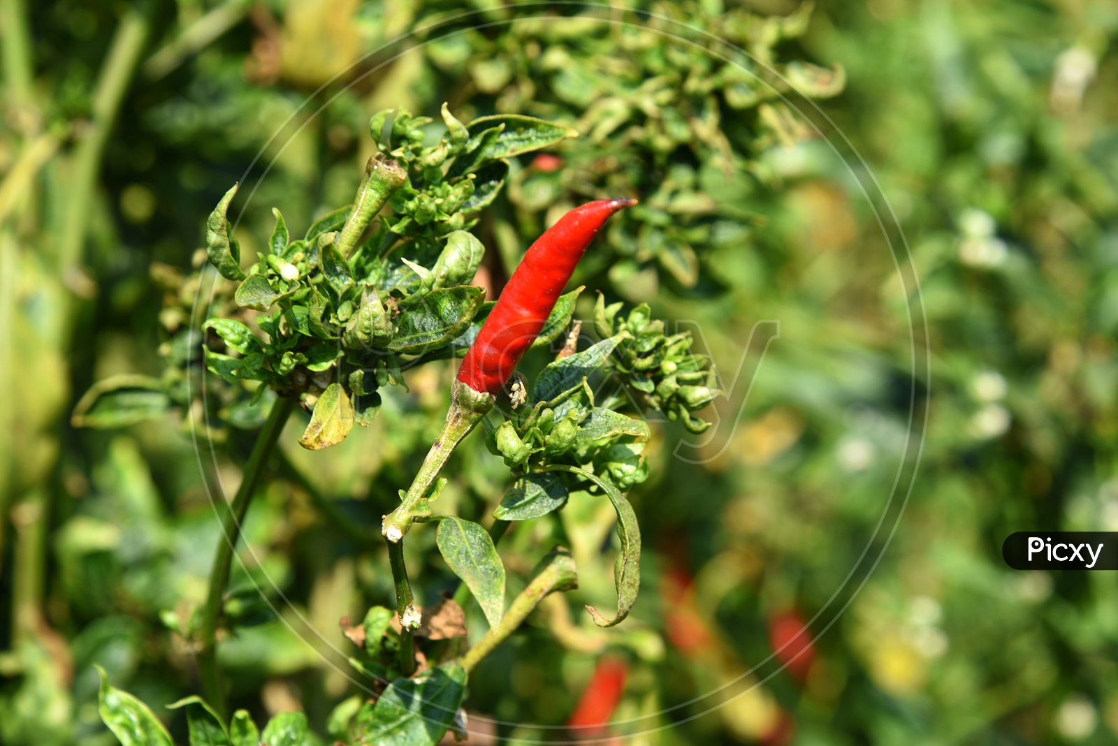 Green Organic Chili Pepper Growing on Plants In an Organic Farm Or Agricultural Farm