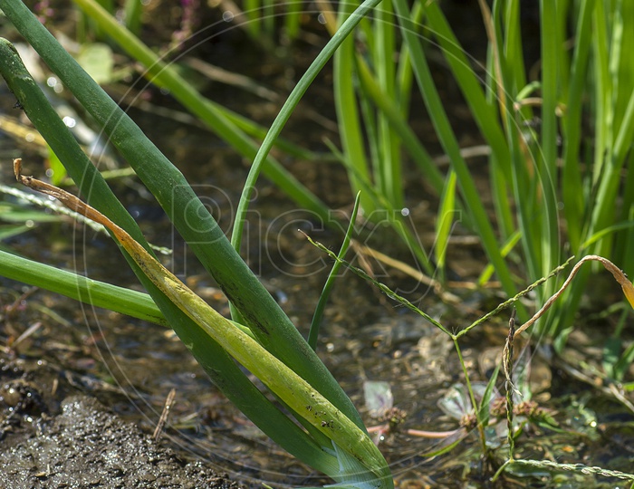 Fresh Green Onion Plant Growing In an Agricultural Field