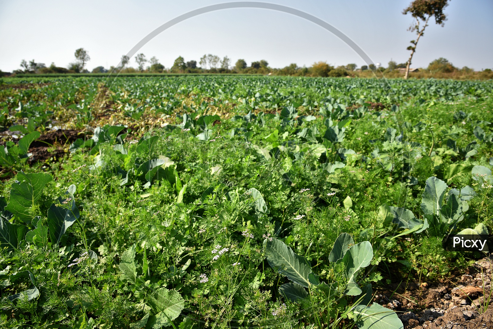 Image of Fresh Green Coriander Growing In Garden Or FarmUM932423Picxy