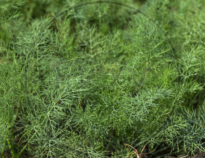 Green Dill Leaves (Anethum Graveolens)  Or Herbs Growing In Agricultural Field