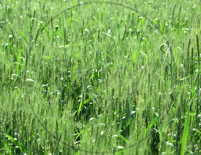 Young green Wheat Ears In an Agricultural Field