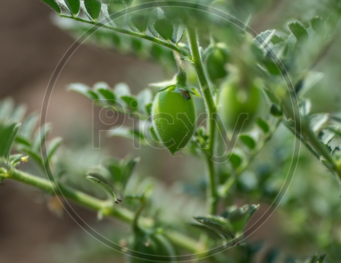 Chickpeas Pods On Green Young Plants  Growing In an Agricultural Farm
