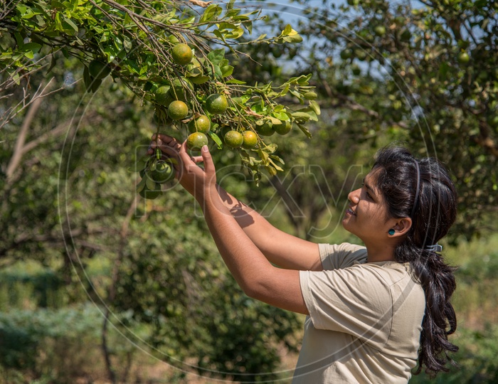 A Young Indian Woman Plucking The Fresh Sweet Oranges From The Trees in an Agricultural Farm