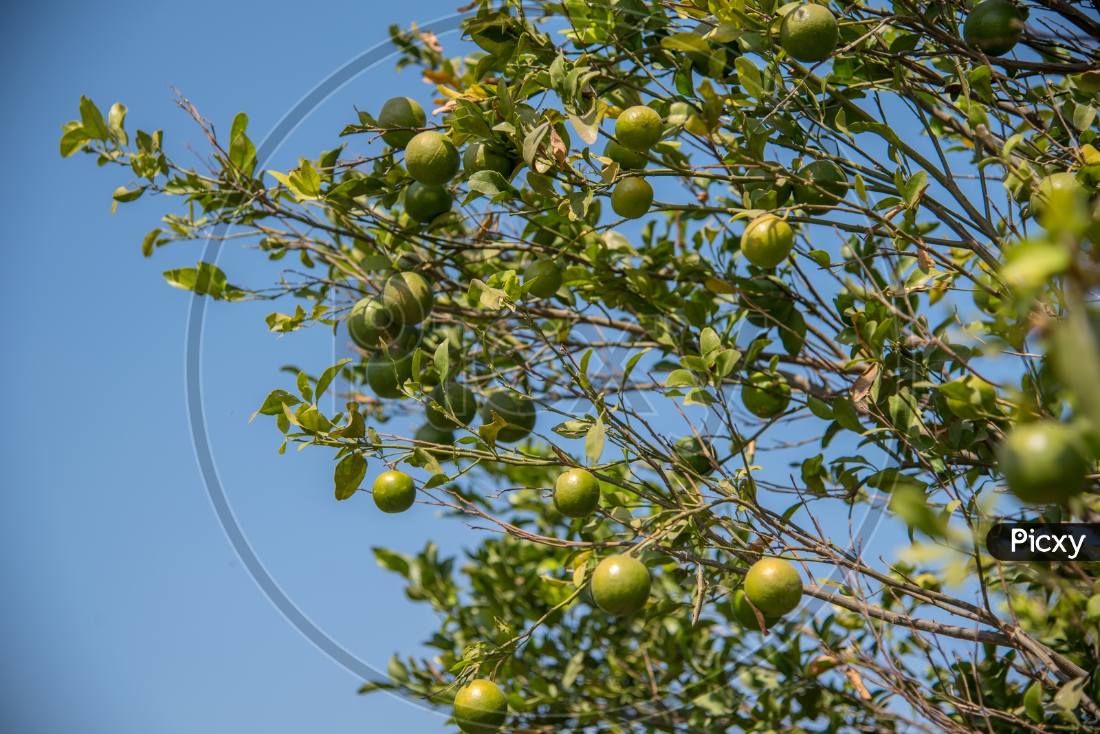 Fresh Sweet Oranges Growing on  Tree In an Farm or Agricultural Field