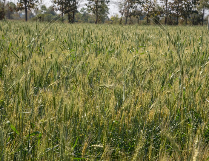 Young green Wheat Ears Growing  In an Agricultural Field