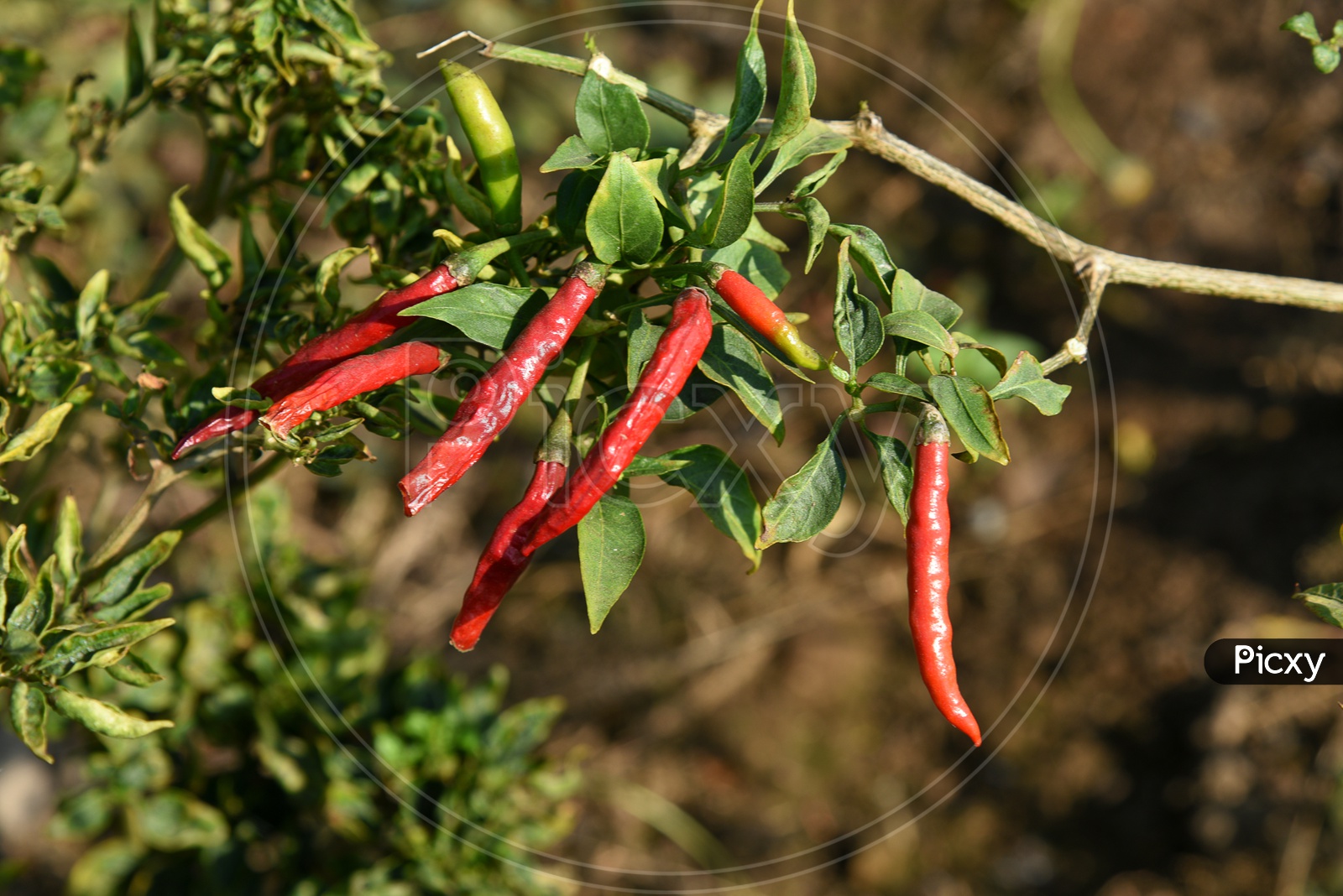 Red  Organic Chili Pepper Growing on Plants In an Organic Farm Or Agricultural Farm