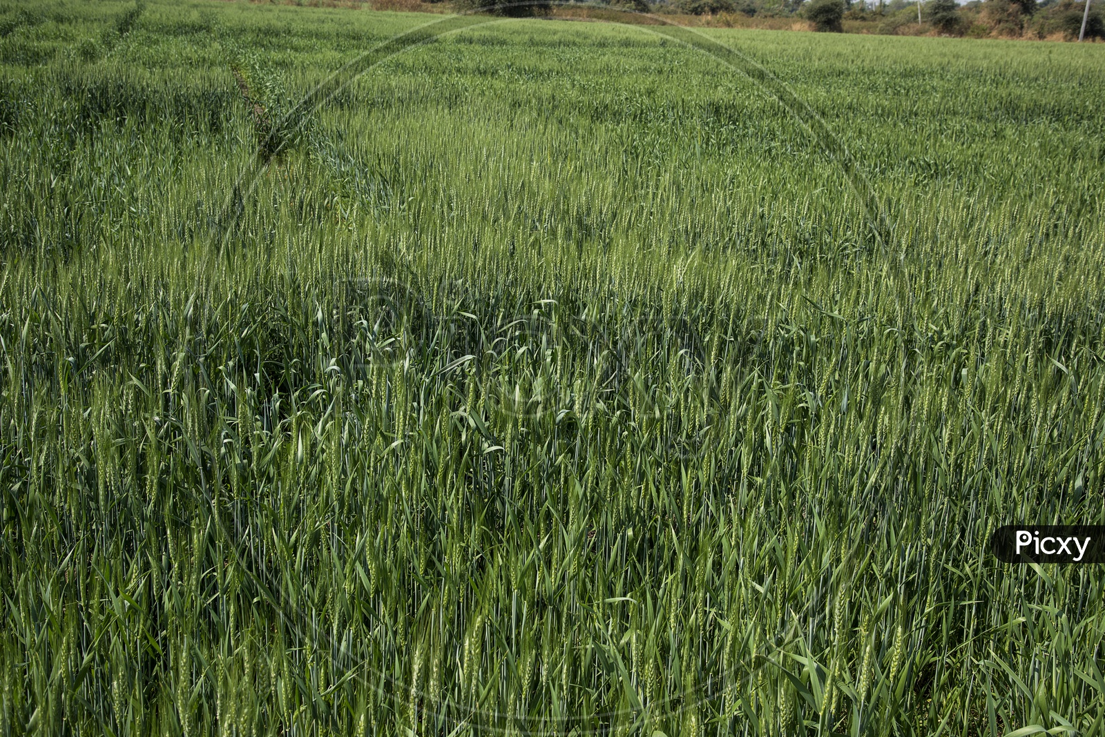 Young Green Wheat Ears In an Agricultural Field
