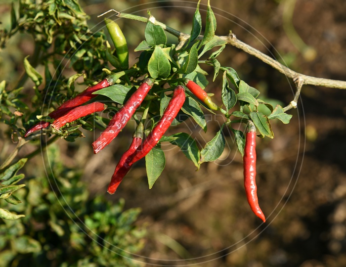 Red  Organic Chili Pepper Growing on Plants In an Organic Farm Or Agricultural Farm