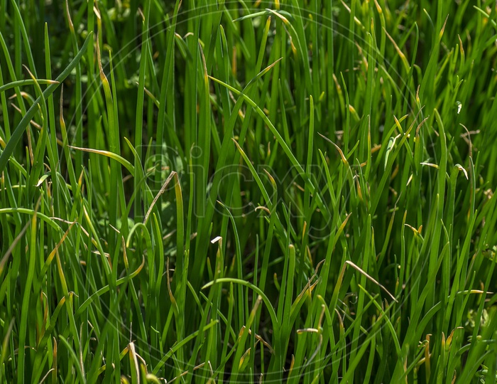 Fresh Green Onion Plant Growing In an Agricultural Field