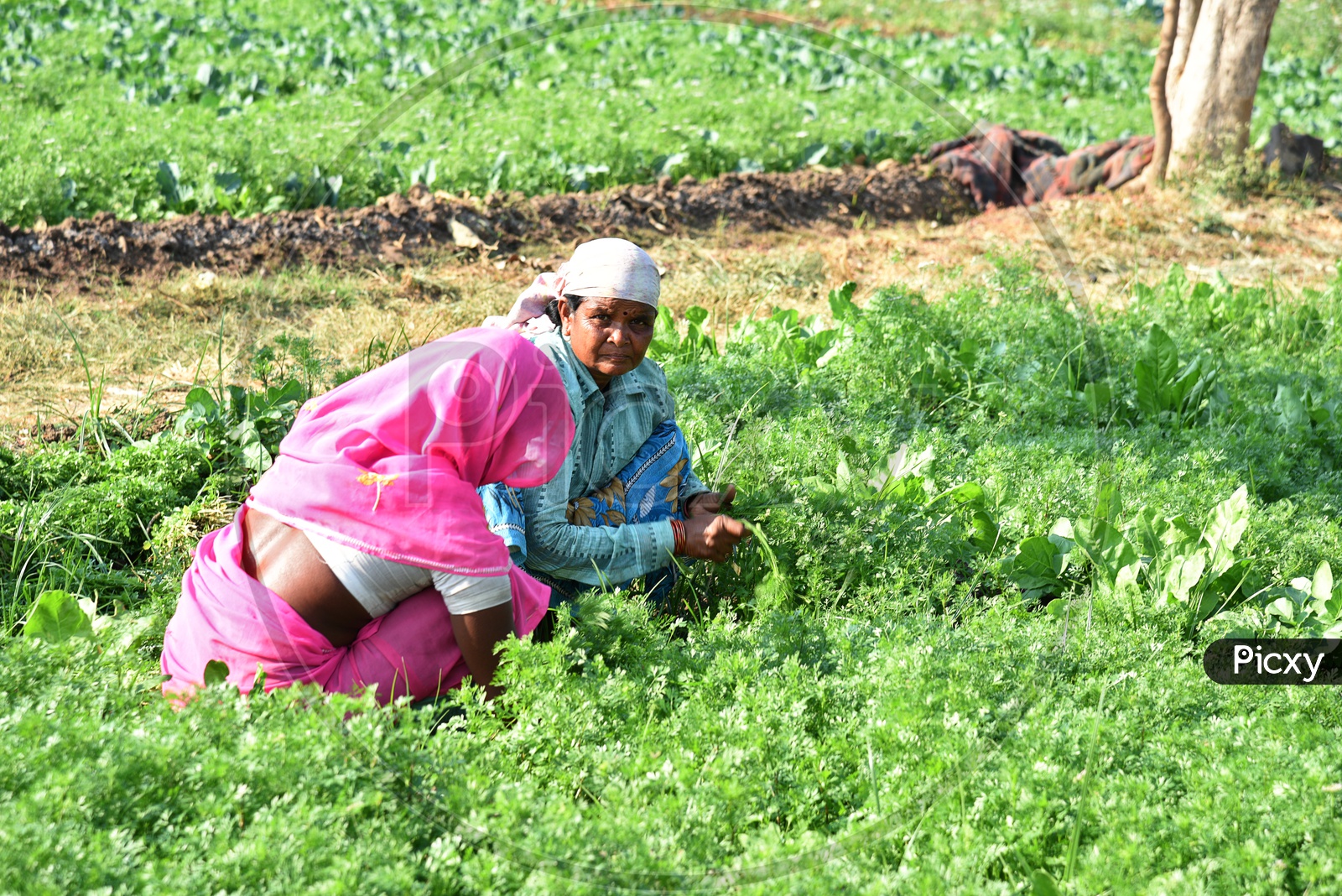 Image of Indian Farm Workers Working In a Coriander Farm And Holding