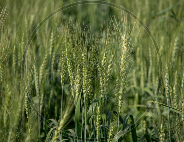 Young green Wheat Ears In an Agricultural Field