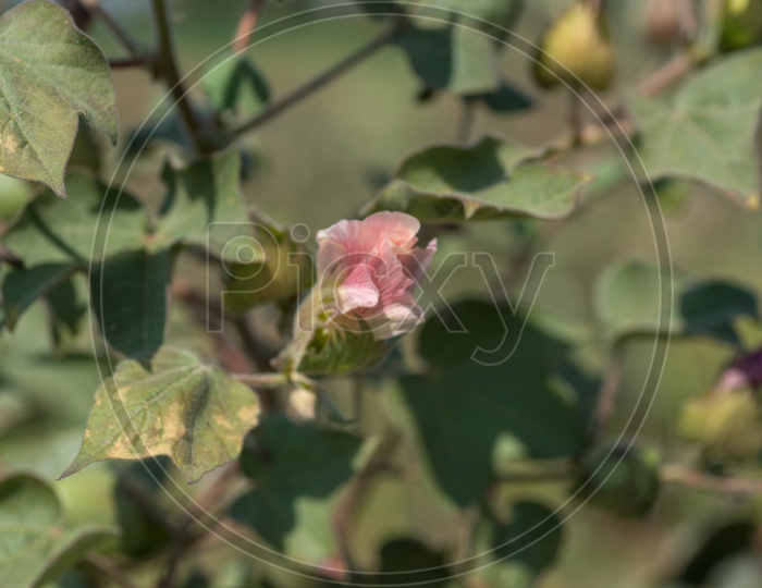 Image Of Cotton Balls And Flowers Growing On The Plants In An