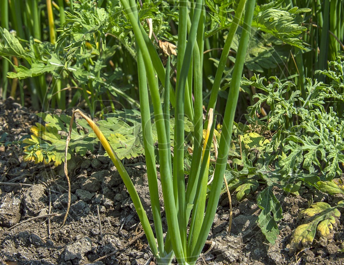 Fresh Green Onion Plants Growing In an Agricultural Field