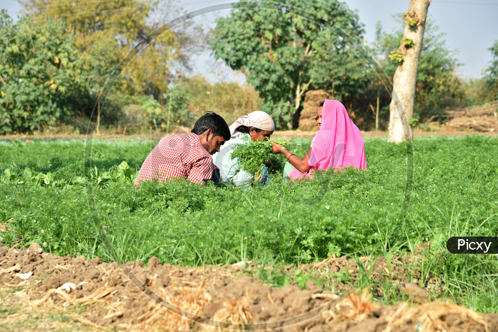 Image of Indian Farm Workers Working In a Coriander Farm And Holding