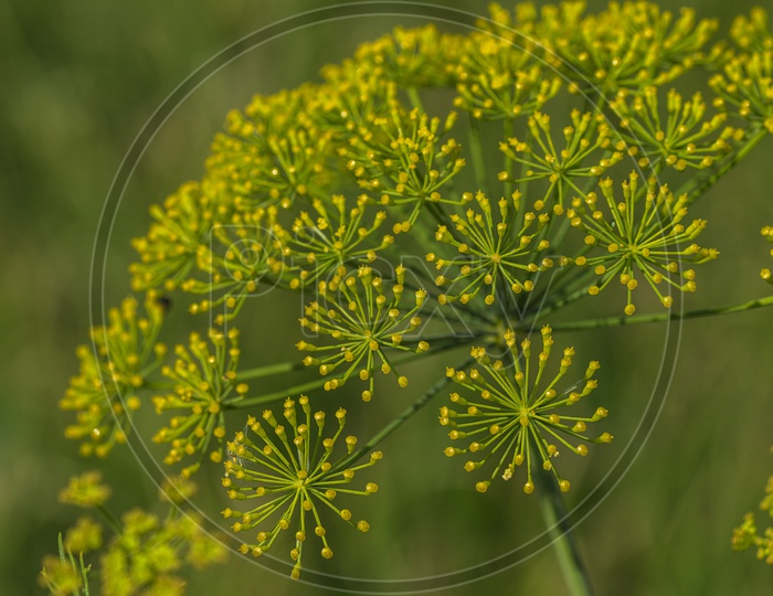 Flowers Of green Dill ( Anethum Graveolens ) Growing in Agricultural Field