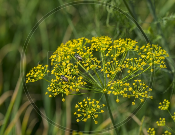 Flowers Of green Dill Plant ( Anethum Graveolens ) Growing in Agricultural Field