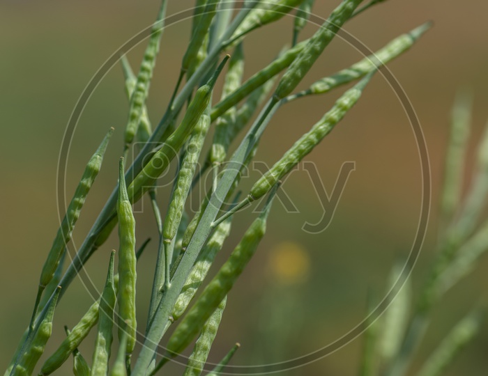 Freshly Growing Green Mustard pods On the Plants In an Agricultural Field
