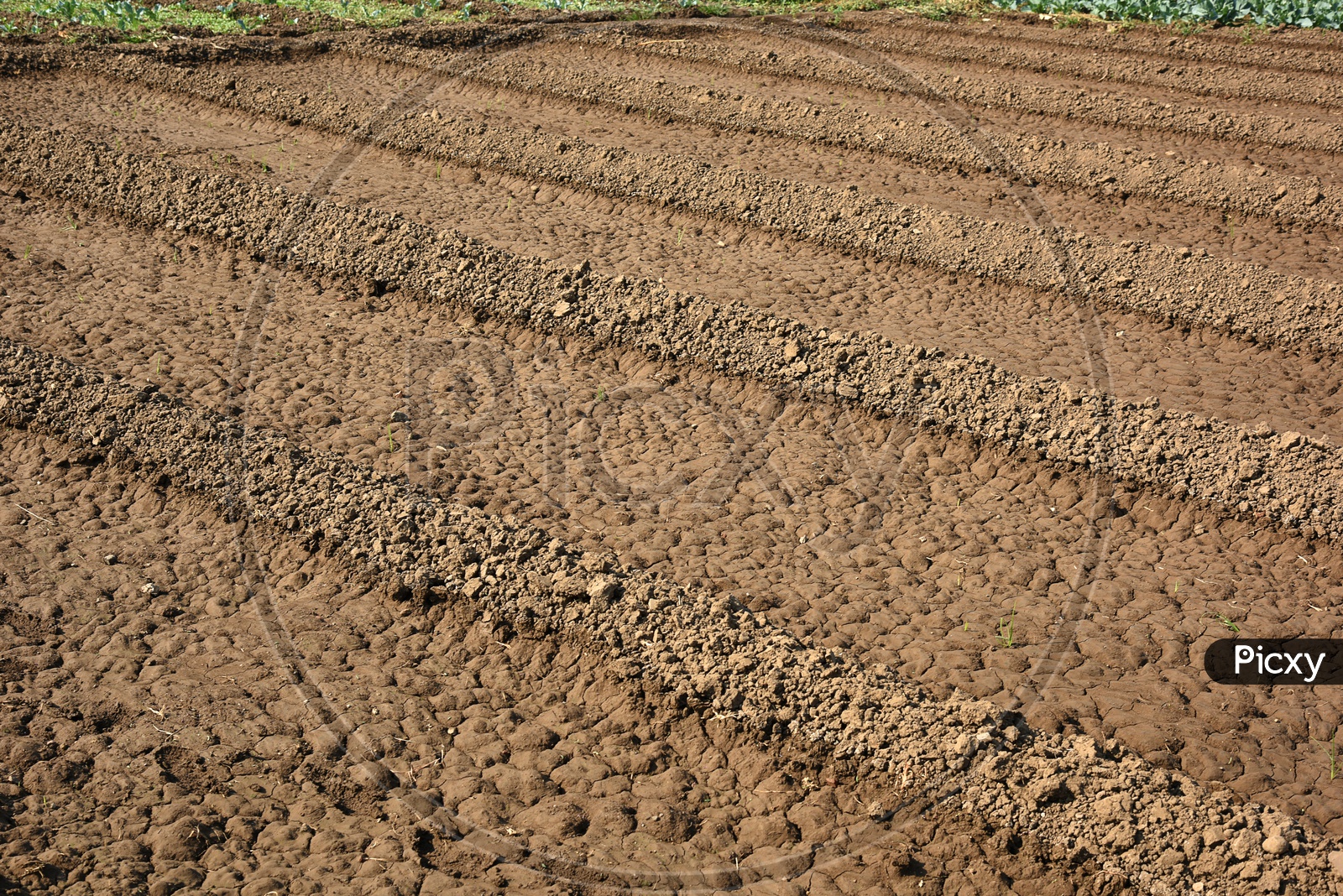 Wet Agricultural Lands For Planting Saplings As a Crop