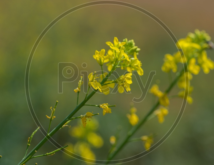 Freshly Blooming Yellow Mustard Flowers in an Agricultural Farm