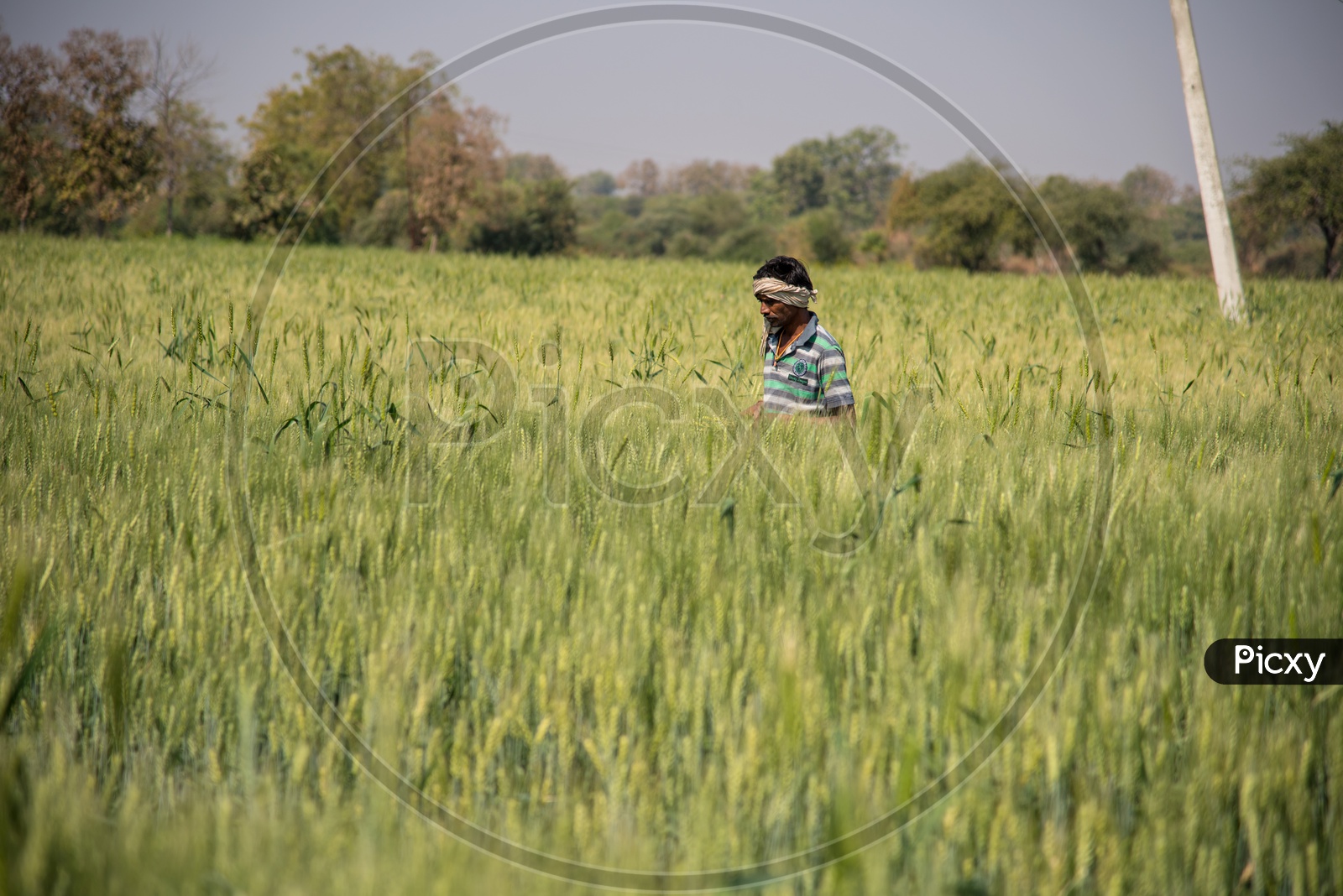 A Farmer In   Green  Wheat Field