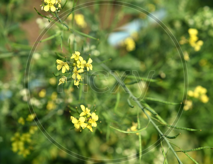 Freshly Blooming Yellow Mustard Flowers in an Agricultural Farm