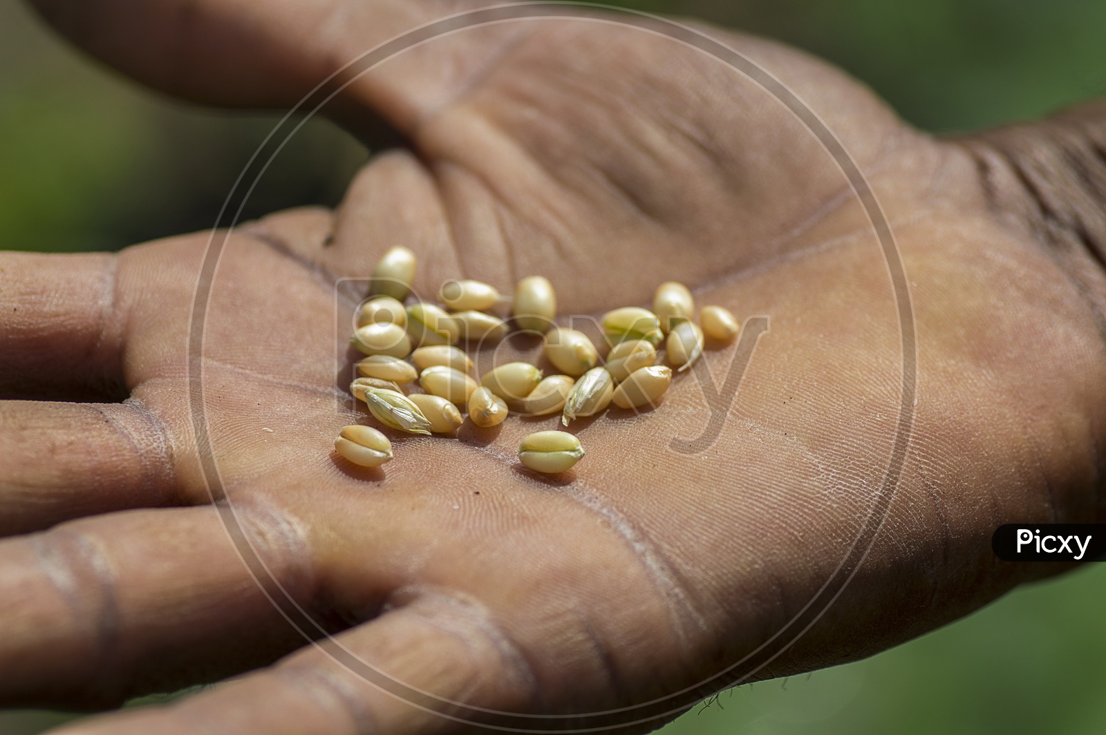 A Farmer Showing The Fresh Wheat Grains in His Hand In an Agricultural Field