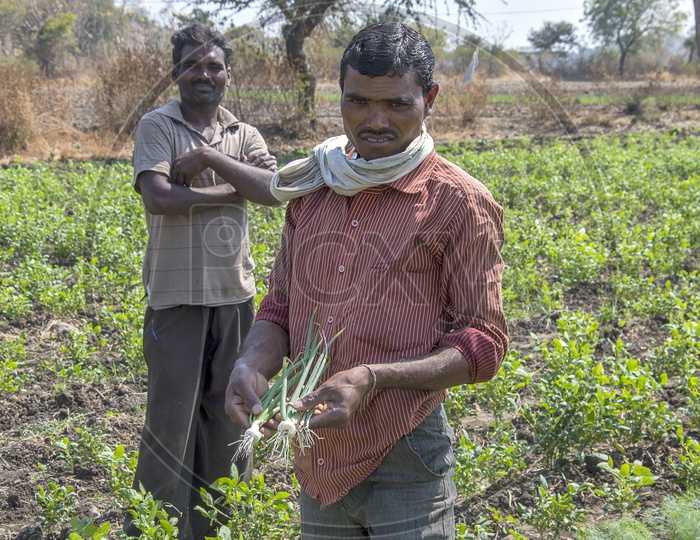 An Indian Farmer Holding Freshly Picked Onion In an  Agricultural field