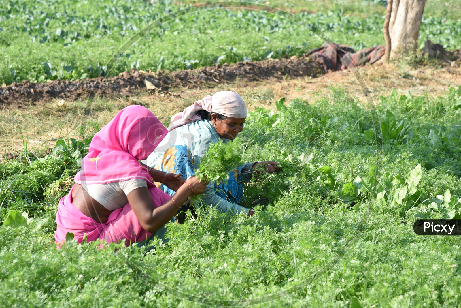 Indian Farm Workers Working In a Coriander Farm And Holding The Bunch Of  Coriander Leaves  in  Hand At an Organic Farm