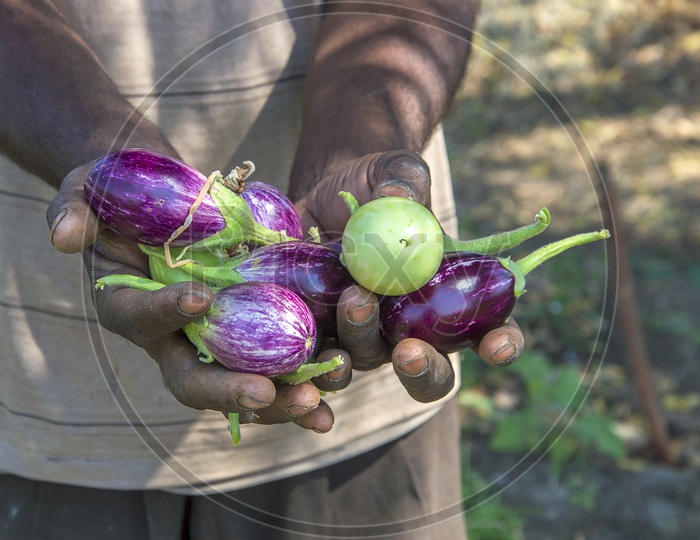 A Farmer Holding Egg Plants Or Brinjal Or Baigan In Hands At a Agricultural Farm