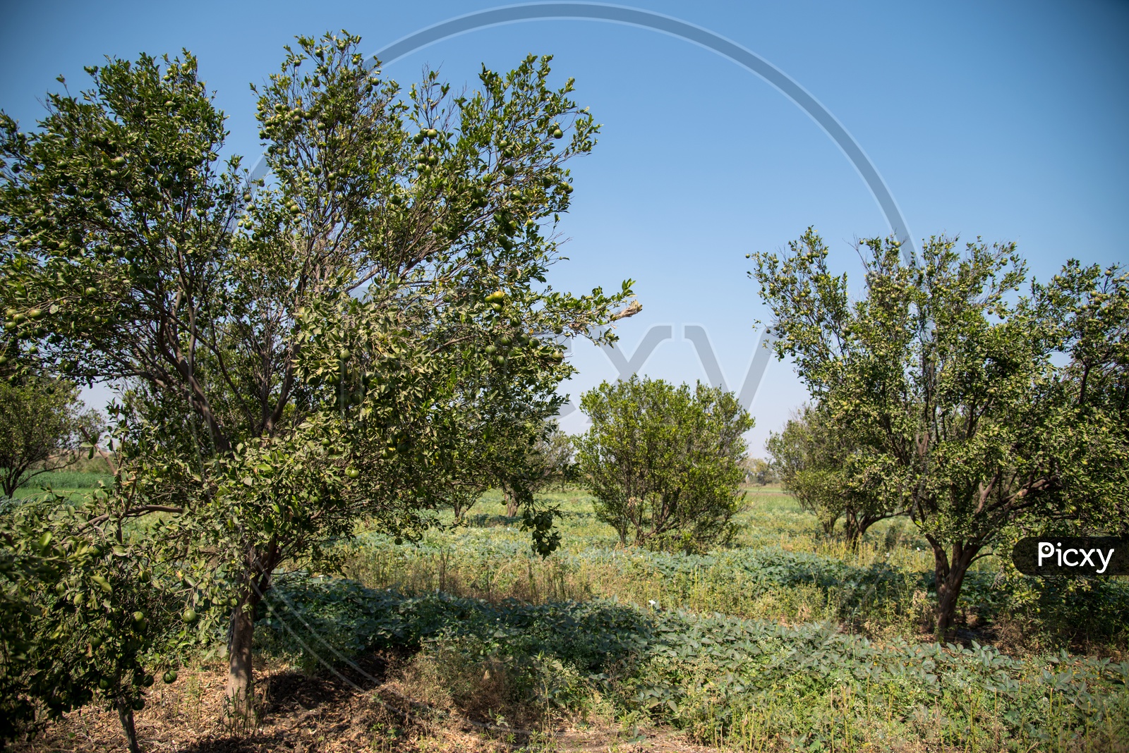 Fresh Sweet Oranges Growing  on Trees At an Organic Farm Or Agricultural Farm
