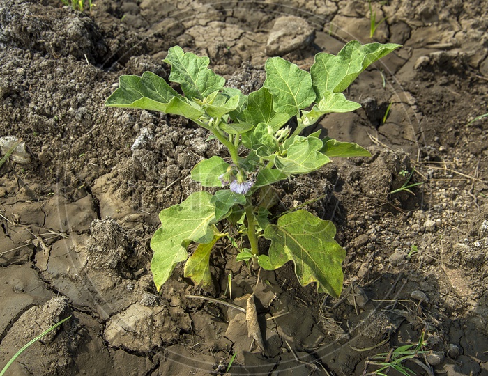 Egg Plant Or Brinjal Or Baigan Plants In an Agricultural Field or Farm