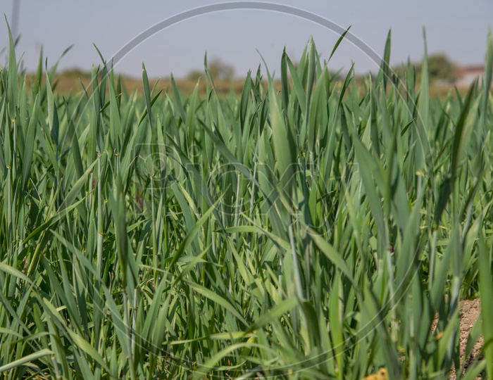 Young Green Wheat Ears In an Agricultural Field