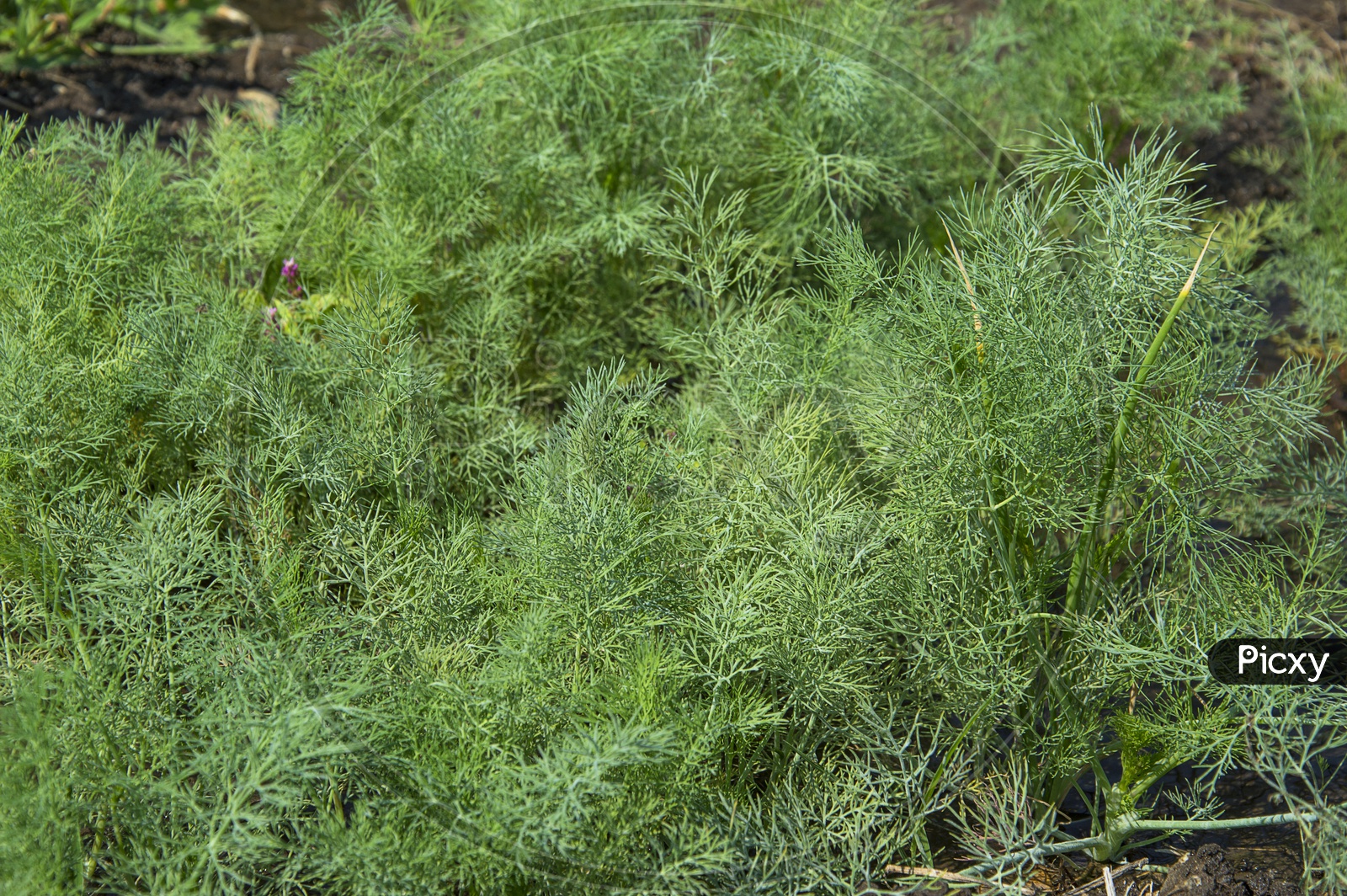 Green Dill Leaves (Anethum Graveolens)  Or Herbs Growing In Agricultural Field