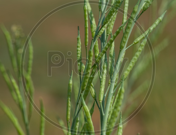 Freshly Growing Green Mustard pods On the Plants In an Agricultural Field