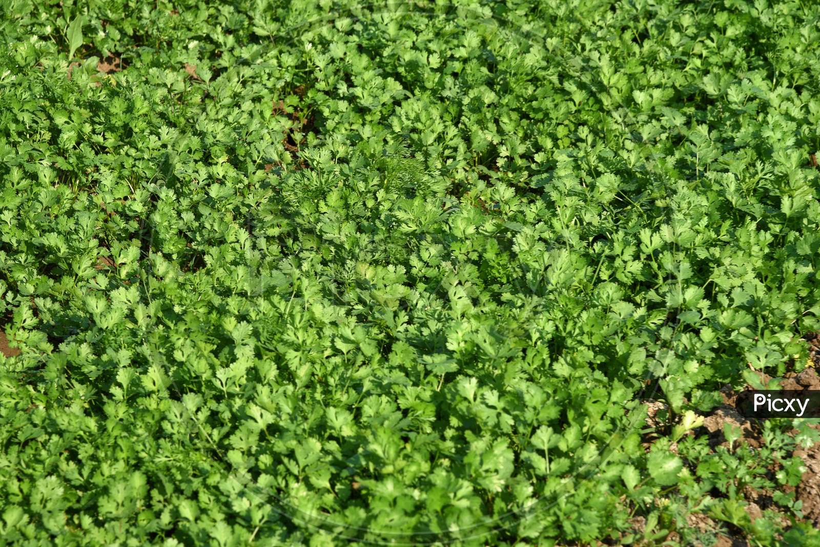 Fresh Green Coriander Growing In Garden Or Farm