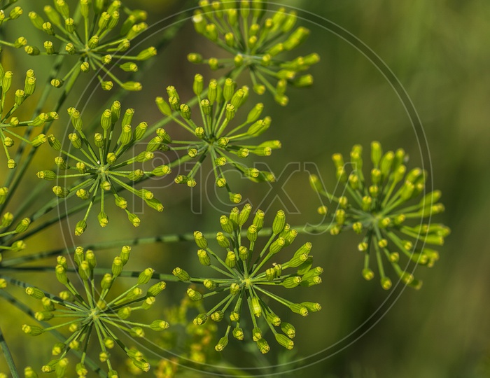 Flowers Of green Dill ( Anethum Graveolens ) Growing in Agricultural Field