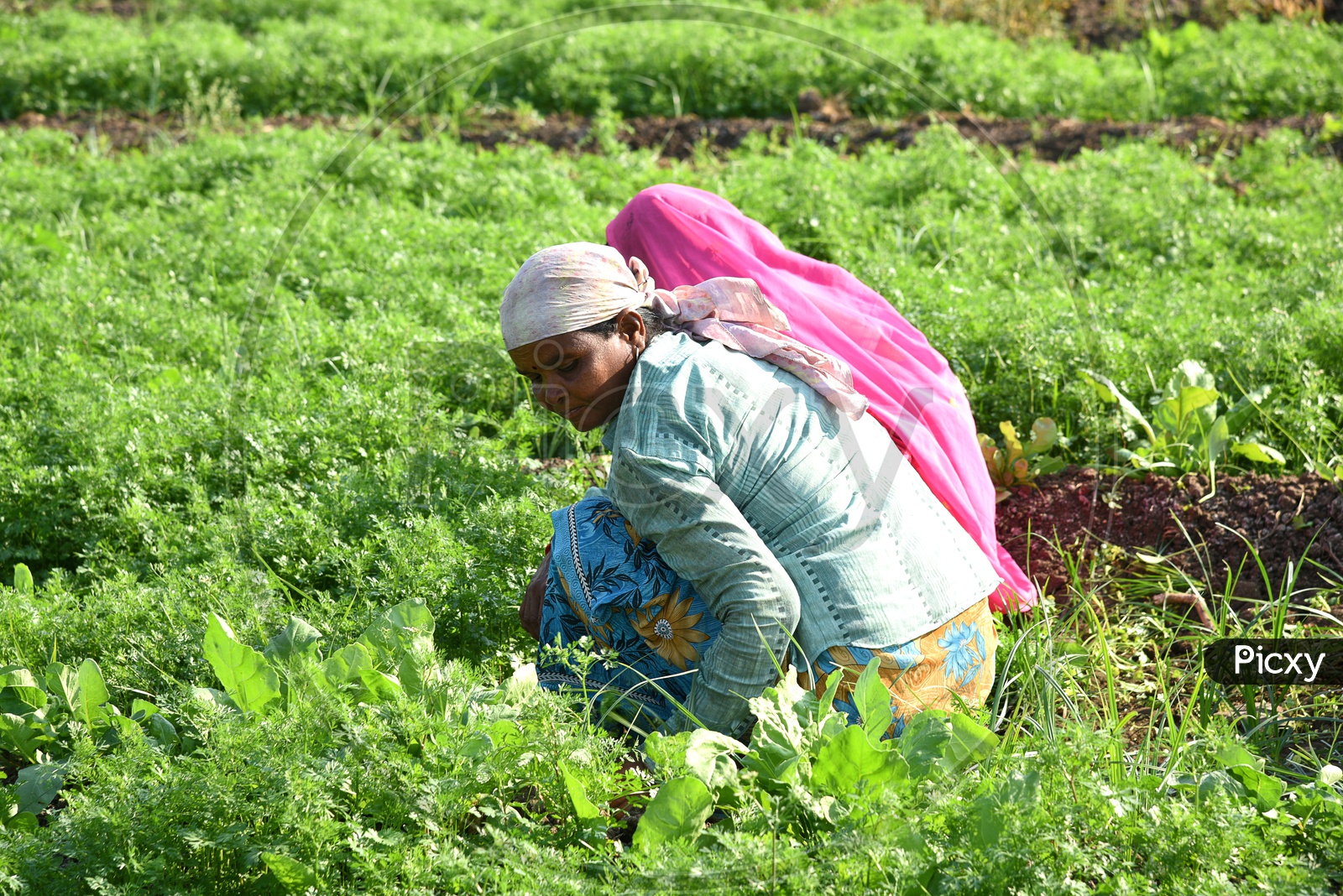 Indian Farm Workers Working In a Coriander Farm And Holding The Bunch Of  Coriander Leaves  in  Hand At an Organic Farm
