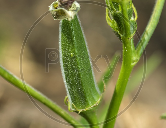 Young Okra or Lady's Finger Or Bendi  Growing Freshly In an Organic Farm