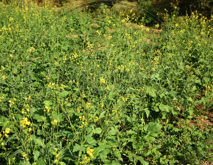 Freshly Growing Green Mustard pods Along With Flowers  On the Plants In an Agricultural Field