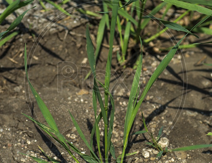 Plants Saplings Planted And Growing in an Agricultural Fields